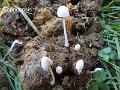 Coprinopsis nivea-amf499-1